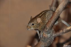 Rhabdomys dilectus
