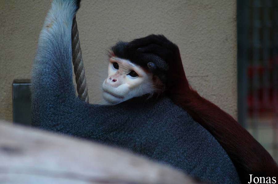 Zoo Köln
