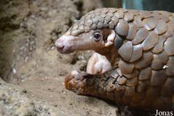 Manis pentadactyla pentadactyla