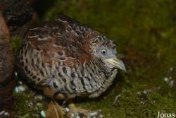 Turnicidae
