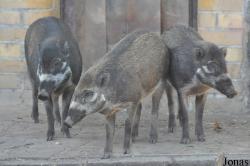 Zoo Leipzig