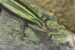 Trachylepis margaritifera