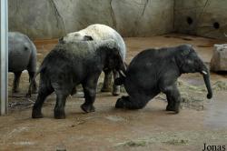 Zoo Köln