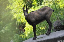 Heimattiergarten Fürstenwalde