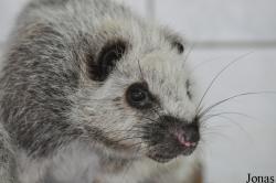 Phloeomys pallidus