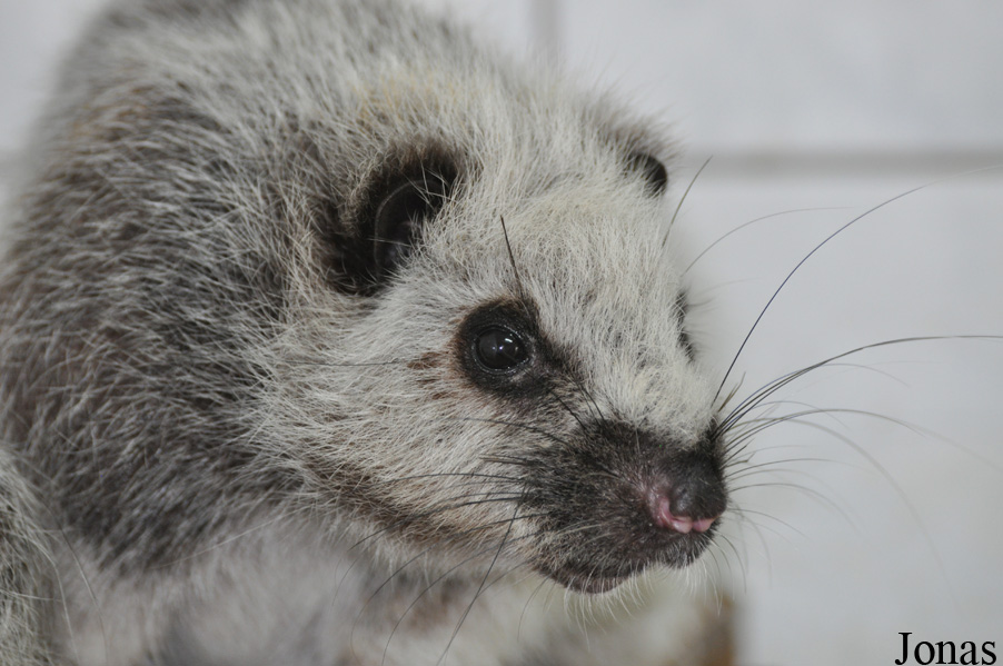 Zoo Wrocław
