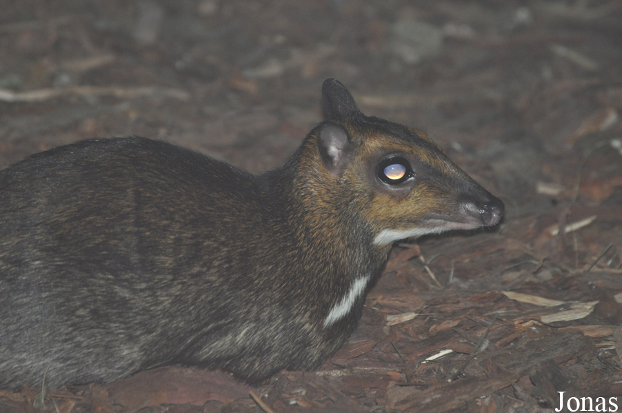 Zoo Wrocław