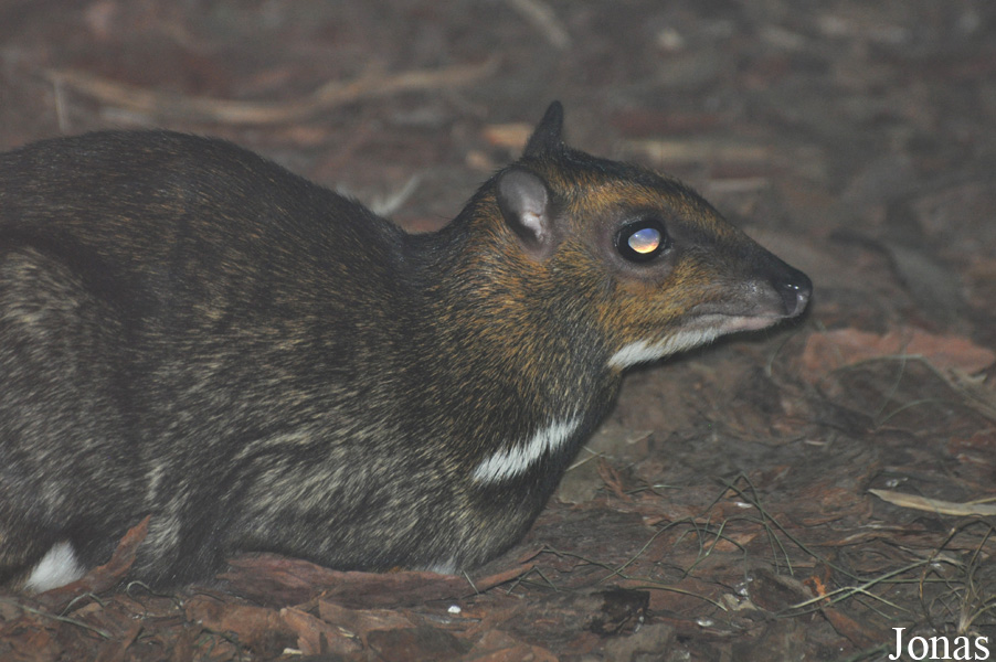Zoo Wrocław
