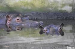 Zoo Wrocław