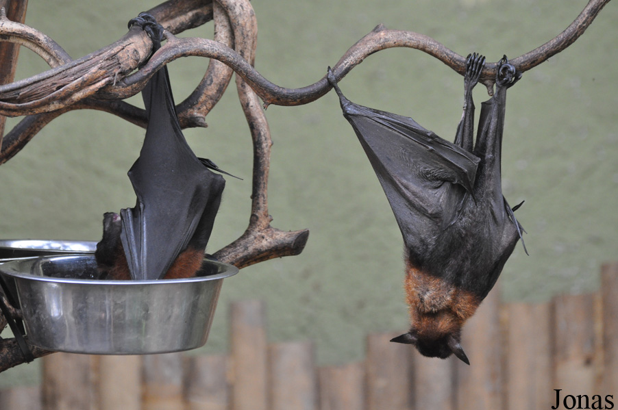 Zoo Wrocław