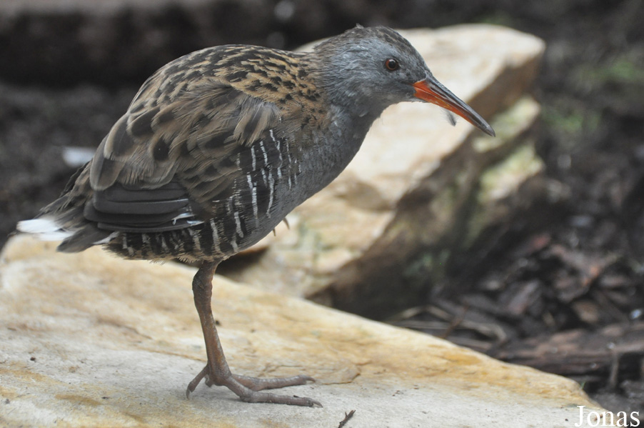 Zoo Wrocław