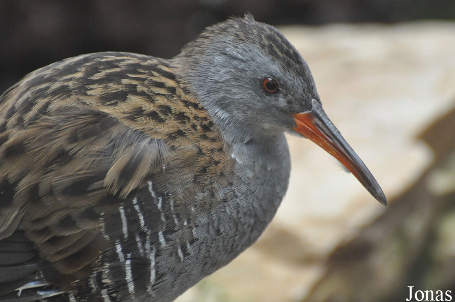 Zoo Wrocław
