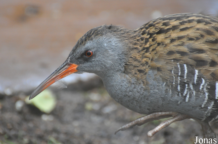 Zoo Wrocław