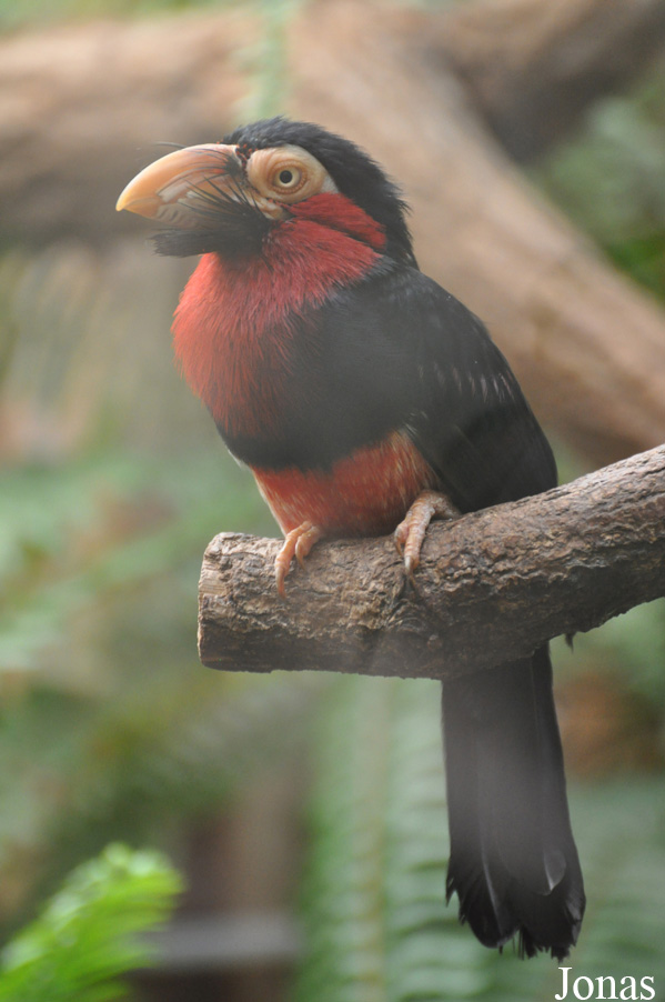 Zoo Wrocław