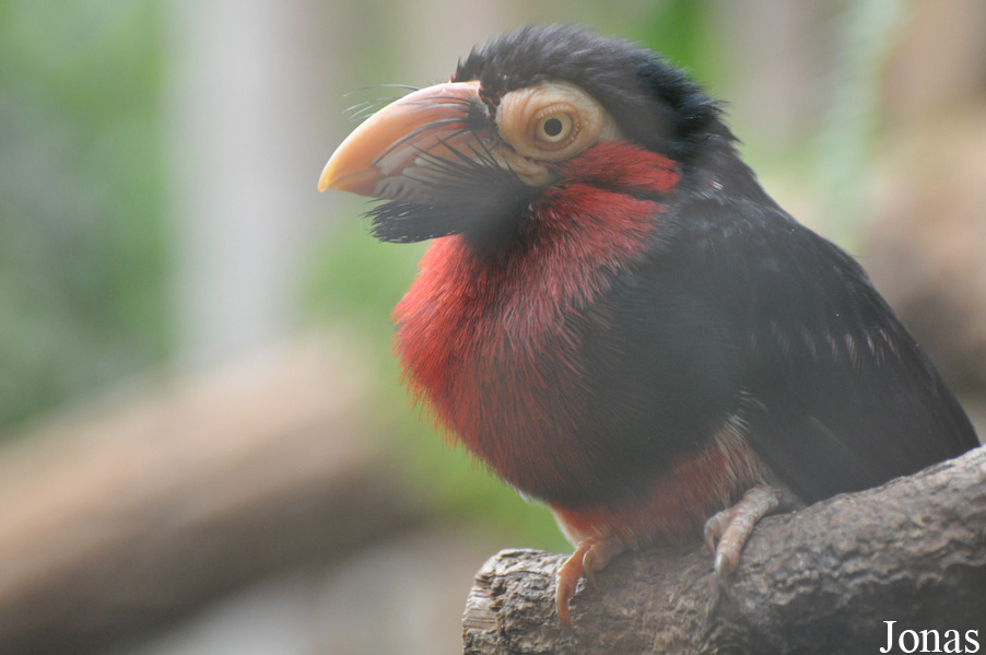 Zoo Wrocław
