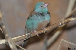 Uraeginthus cyanocephalus