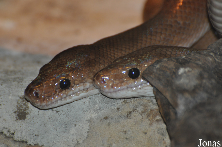 Zoo Wrocław