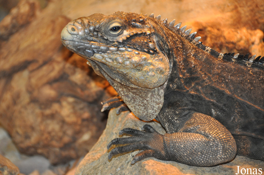 Zoo Wrocław