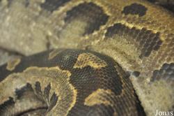 Python breitensteini