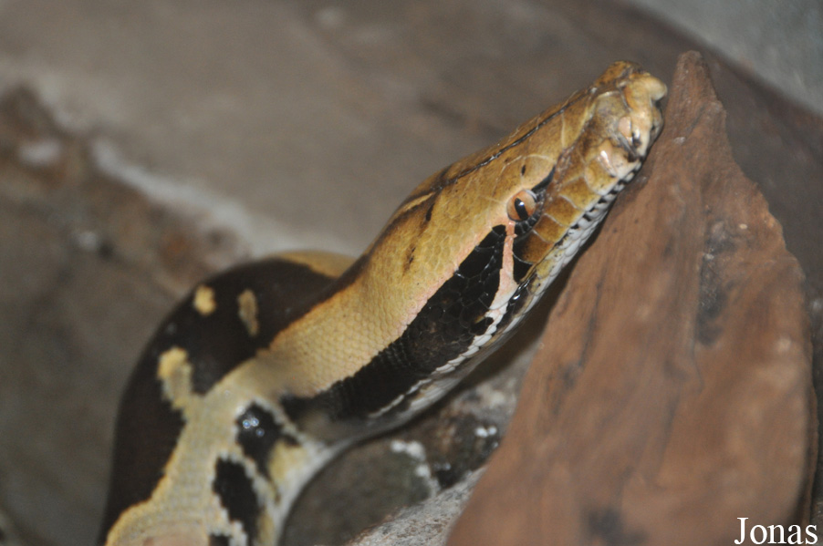Zoo Wrocław