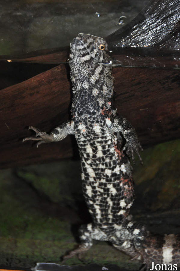 Zoo Wrocław