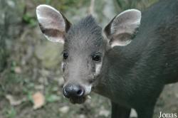 Elaphodus cephalophus