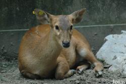Shanghai Zoo