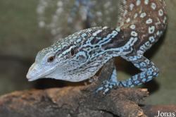 Varanus macraei