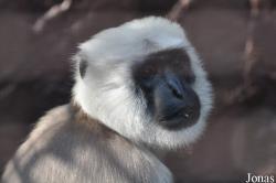 Semnopithecus hector