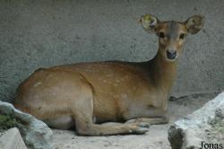 Shanghai Zoo