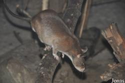 Cricetomys emini