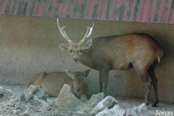 Shanghai Zoo