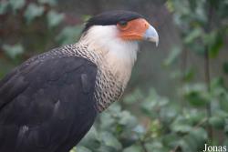 Caracara plancus cheriway