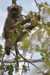 Arusha National Park