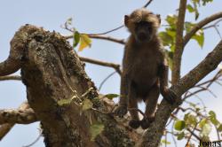 Arusha National Park