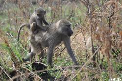 Arusha National Park