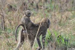 Arusha National Park