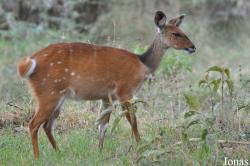 Tragelaphus scriptus sylvaticus