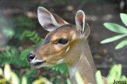 Tragelaphus scriptus