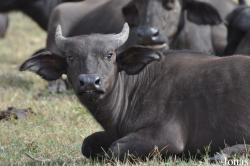 Arusha National Park