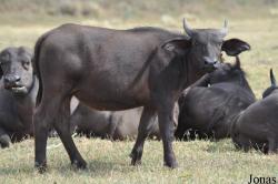 Arusha National Park