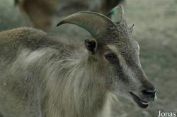Shanghai Zoo
