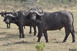 Arusha National Park