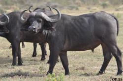 Arusha National Park