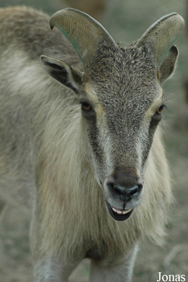Shanghai Zoo