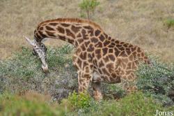 Arusha National Park