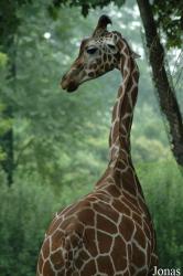 Shanghai Zoo