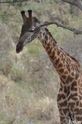 Arusha National Park