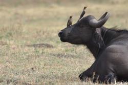 Arusha National Park