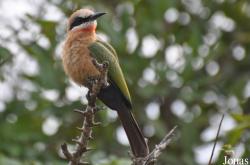 Merops bullockoides